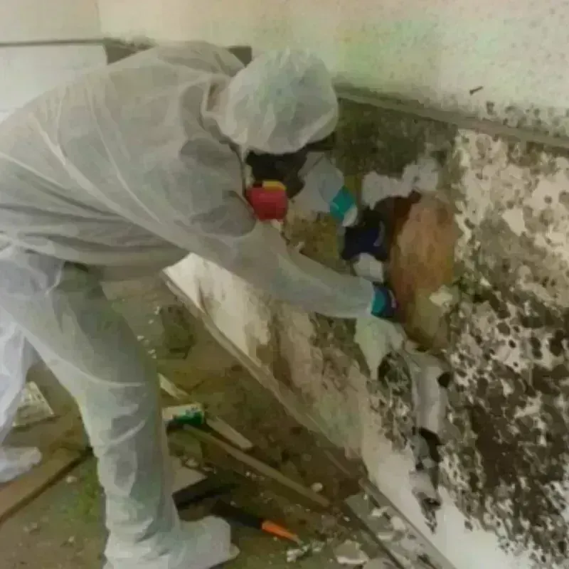 Mold Remediation and Removal in Riverwoods, IL